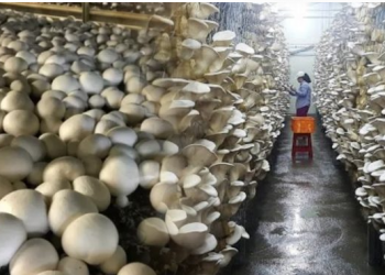 जनयुद्धपछि च्याउ खेतीमा लागेकी दिलकुमारी विश्वका उत्कृष्ट १० महिलाको सूचीमा