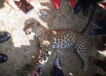 पोखरामा चितुवाको आक्रमणबाट २ जना घाइते