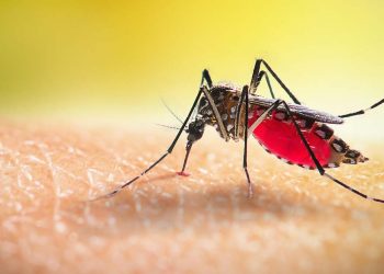 डेंगु संक्रमण: उच्च १० जिल्लाभित्र कास्की