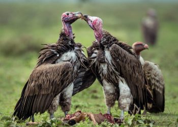 पोखरा पक्षी समाजको गिद्ध गणना : पोखरा र आसपासका क्षेत्रमा तीन सय ८७ गिद्ध भेटिए