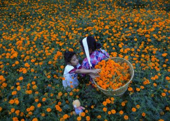 पोखरामा सयपत्रीको मूल्य ५ रुपैयाँ प्रति थुंगा