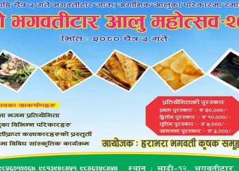 मादी गाउँपालिकामा दोश्रो संस्करणको आलु महोत्सब हुने