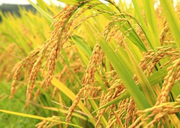 पोखरा २६ लाई चैते धानको पकेट क्षेत्र घोषणा गरिने