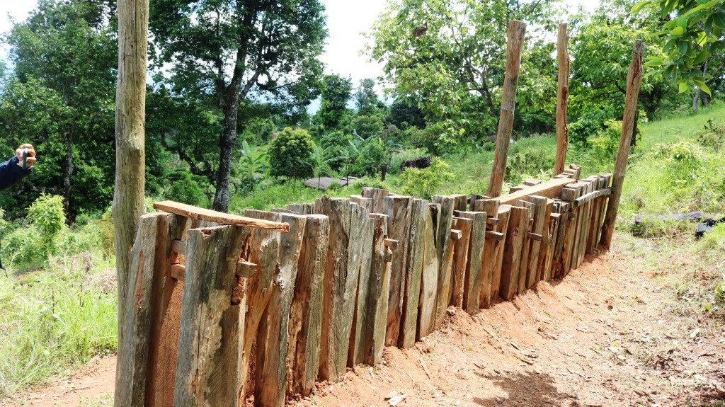 टाइगर ट्रयाप