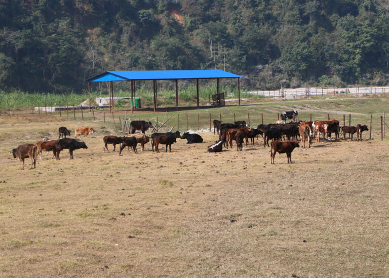गिद्ध र गाई संरक्षण केन्द्र