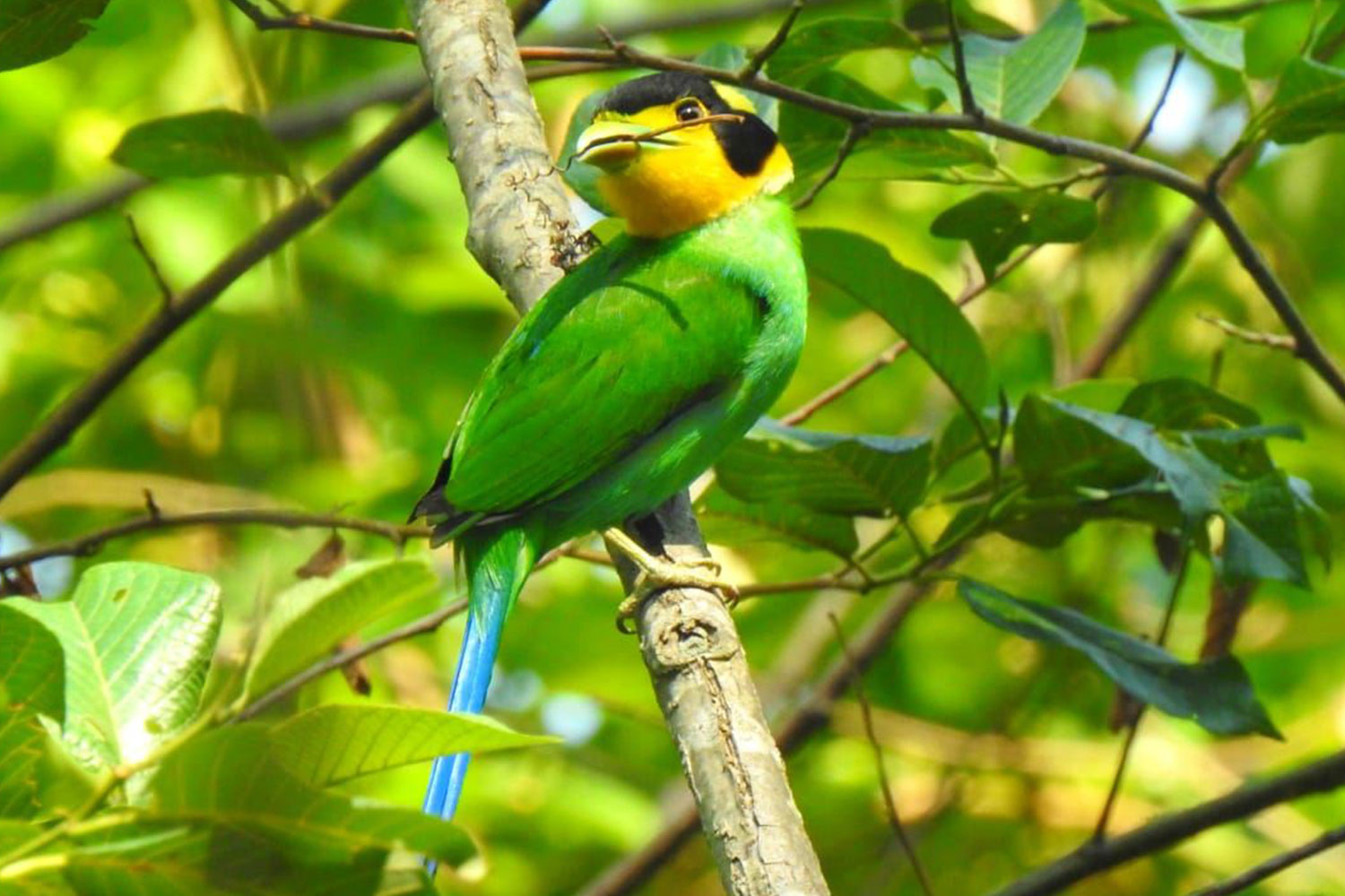 बर्ड जोन अर्थात चरी मार्ग